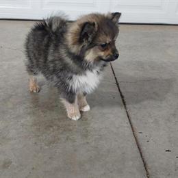 Pomsky Puppy - Energetic and Playful in Fort Wayne, in
