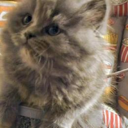 Persian Kittens Available - 2 Male Gray Kittens Ready for New Homes in Bowling Green, oh
