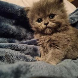Persian Kittens Available: Male and Female Gray Doll Face in Bowling Green, oh