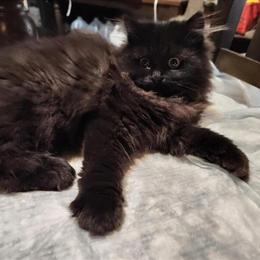 Persian kitten available - 14 weeks old, gray male in Bowling Green, oh
