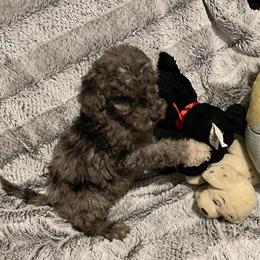 Goldendoodle Puppy Bandit - Sold in Bowling Green, oh