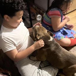 Pocket Bully Male, 3 Years Old in Mebane, nc