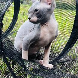 Male Sphynx Kitten Available for Adoption in Homestead, fl