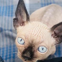 Sphynx Kittens Available in Homestead, fl