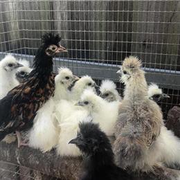 Silkie Chickens Available in Homestead, FL in Homestead, fl