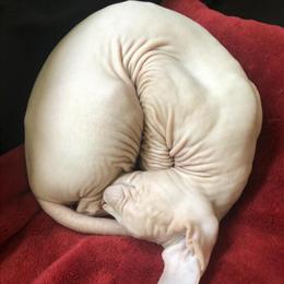 Gorgeous Adult Female Donskoy Looking for a Permanent Home in Homestead, fl