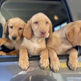 Yellow Female AKC Registered Labrador Retriever - Price Reduced in Waterford, mi