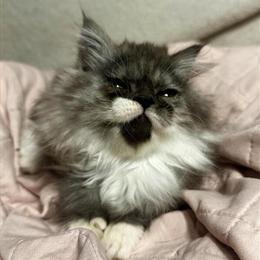Persian Kitten - Black Smoke Bicolor Available in Armada, mi