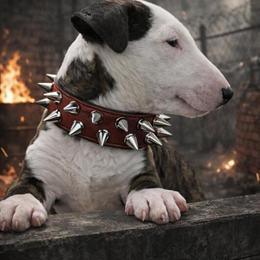Bull Terrier Puppies for Adoption in Tucson, az