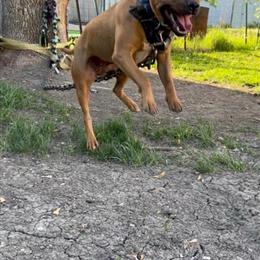 Looking for Stud American Pit Bull Terrier Female in Heat in Columbus, oh