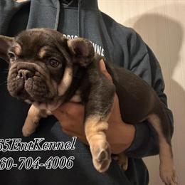 Isabella Bulldog Puppies Available in November in Columbus, oh