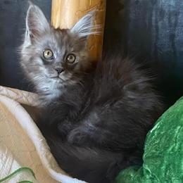 Maine Coon Kittens Available - Black Smoke and New Litters in Chicago, il