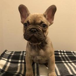 French Bulldog Puppies Ready to Play in Paterson, nj