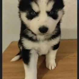 Siberian Husky Pup Available in Phoenix, az