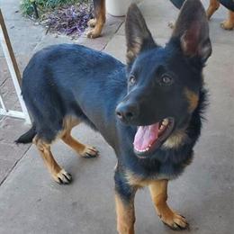 Shepherd Puppies Available - 8 Months Old in North Charleston, sc