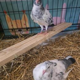 Beautiful Baby Pigeons for Rehoming in Jacksonville, fl