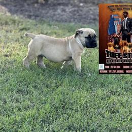 Boerboel Puppies from Tuff Stuff Boerboel in Portsmouth, va