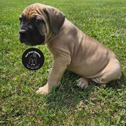 Boerboel Puppies from Tuff Stuff Boerboel in Portsmouth, va