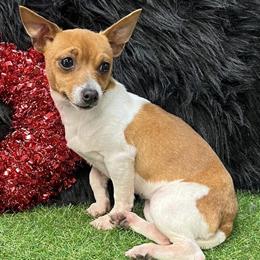 Teddy Roosevelt Terrier Puppies Available in Walker, la