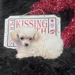 Male Toy Poodle Available in Walker, la