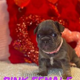 French Bulldog Puppies Available in New York, ny