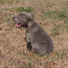 Male Blue Staffordshire Bull Terrier Ready for a Loving Home in Atlanta, ga