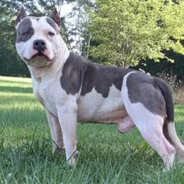 Blue American Staffordshire Terrier Puppies Available March 2026 in Atlanta, ga