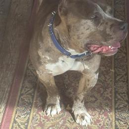 American Bully Available for Rehoming in Summerville, sc