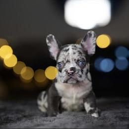 French Bulldog Isabella Merle Fluffy Carrier with Blue Eyes in Garland, tx