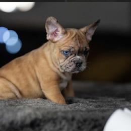 Isabella Merle French Bulldog Fluffy Carrier with Unique Eyes in Garland, tx