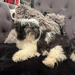 Male Shih Tzu Available in Baltimore, md