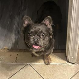 Male AKC French Bulldog Available in Baltimore, md