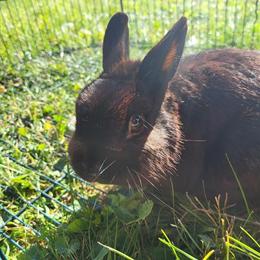 Polish Buck Rabbit for Sale in Marshall, mi