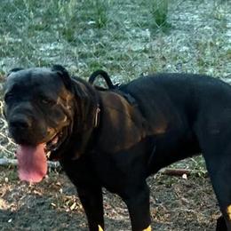 Cane Corso Stud Available for Breeding in Orlando, fl