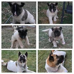 Purebred American Akita Puppies Available in Clinton Township, mi