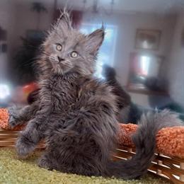 Maine Coon Kittens: Blue Boy and White Girl Available in Hershey, pa