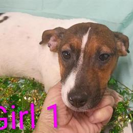 Shorties Puppies for Sale in Camden, Michigan in Fort Wayne, in