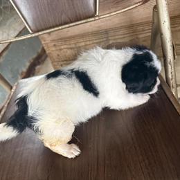 Female Shih Tzu Maltese Mix Puppy Ready for Adoption in Sanford, nc