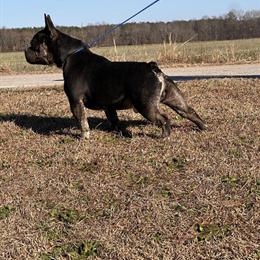 Male French Bulldog, 2 years old in Selma, nc