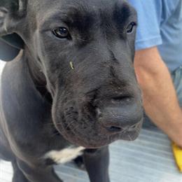 Great Dane puppies looking for a new home in Saint Cloud, mn