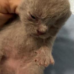 Exotic Lilac Girl Available for Deposit in Palm Coast, fl