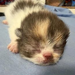Exotic Shorthair Calico Kitten Available in Palm Coast, fl