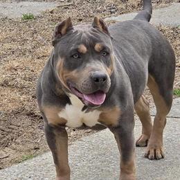 American Bully Blue Tri Female - 1 Year Old in Knoxville, tn