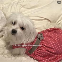 Female Maltese Adult, Purebred with Dual Pedigree for Sale in Clinton, md