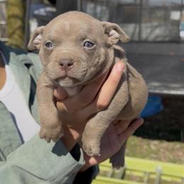 American Bully Pups with ABKC Papers Ready for New Homes in Salisbury, md