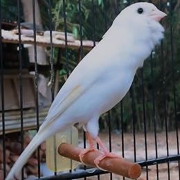 White Russian Canary Male for Sale - 4 Months Old - $120 in Chicago, il