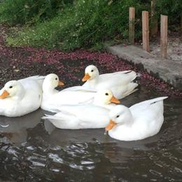 White Call Ducks for Sale - Friendly Bantam Ducks in Visalia, ca