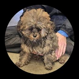 Female Poodle Puppy Available in Brookville, pa