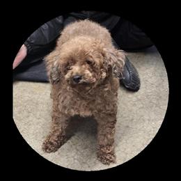 Female Spayed Toy Poodle Available in Brookville, pa