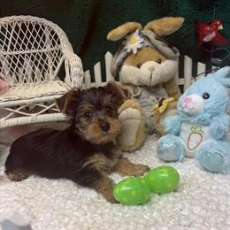 Yorkshire Terrier Male Puppy Ready to Go in Dallas, tx